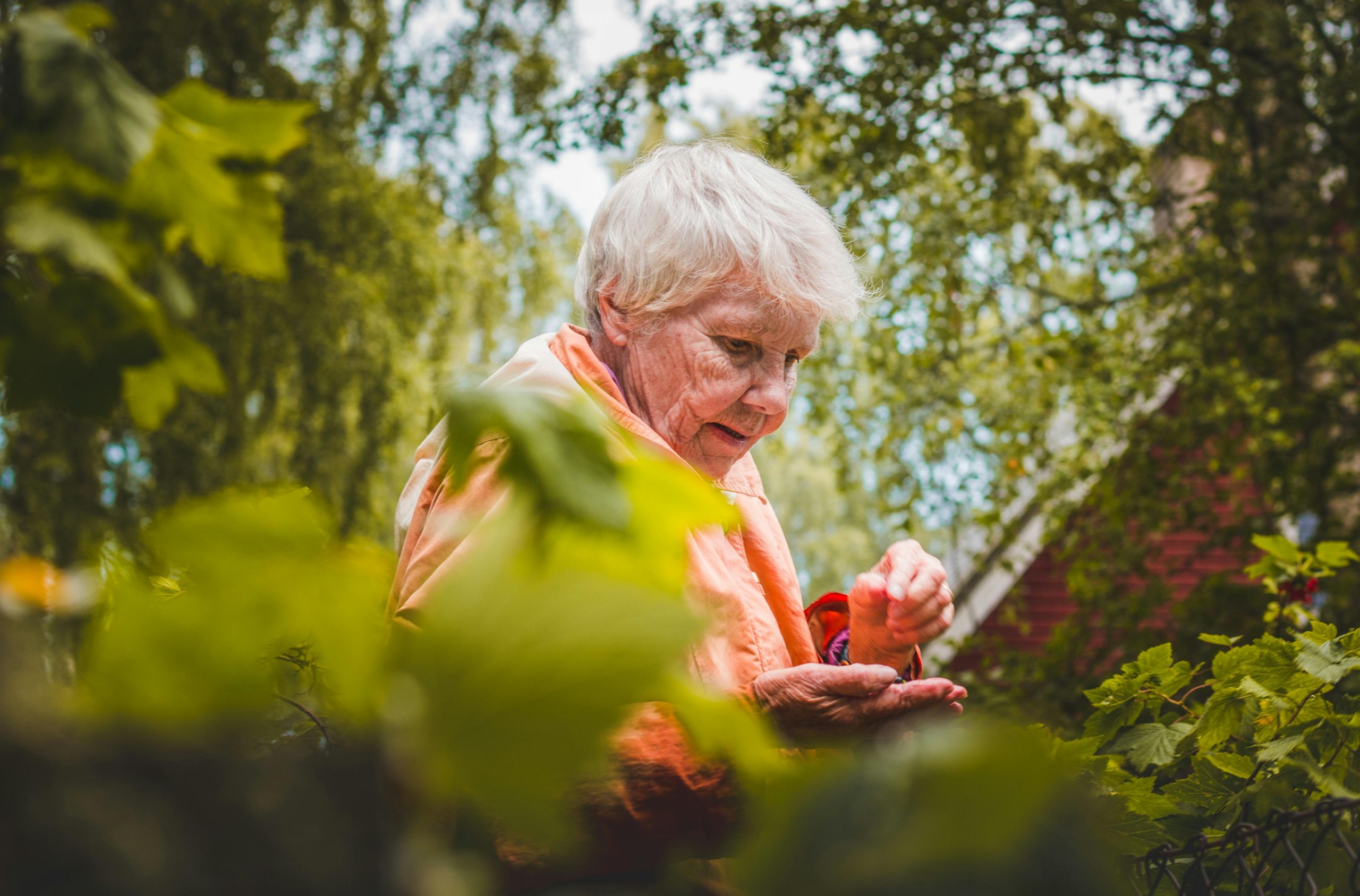 senior gardening outside